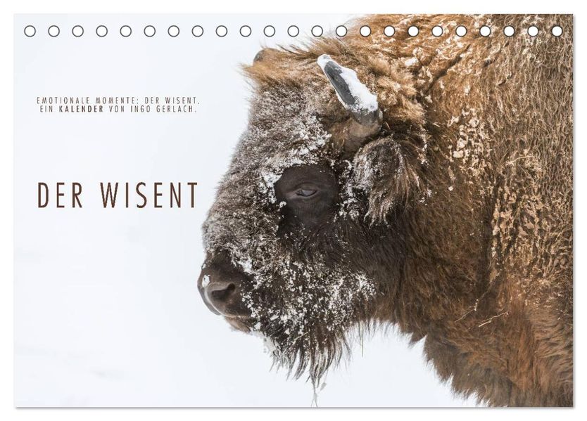 Emotionale Momente: Der Wisent. (Tischkalender 2027 DIN A5 quer) CALVENDO Monatskalender