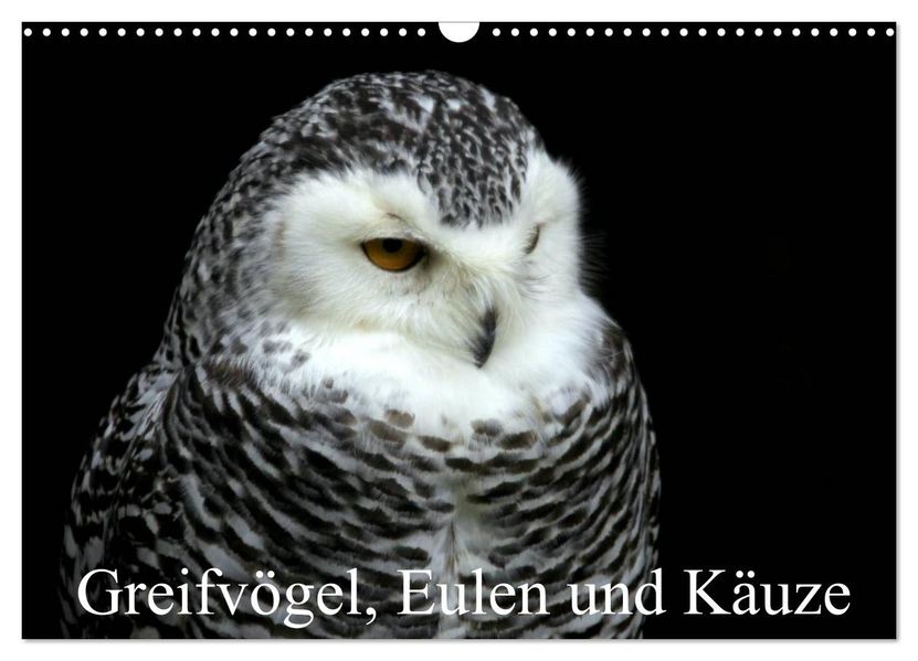 Greifvögel Eulen und Käuze (Wandkalender 2027 DIN A3 quer) CALVENDO Monatskalender