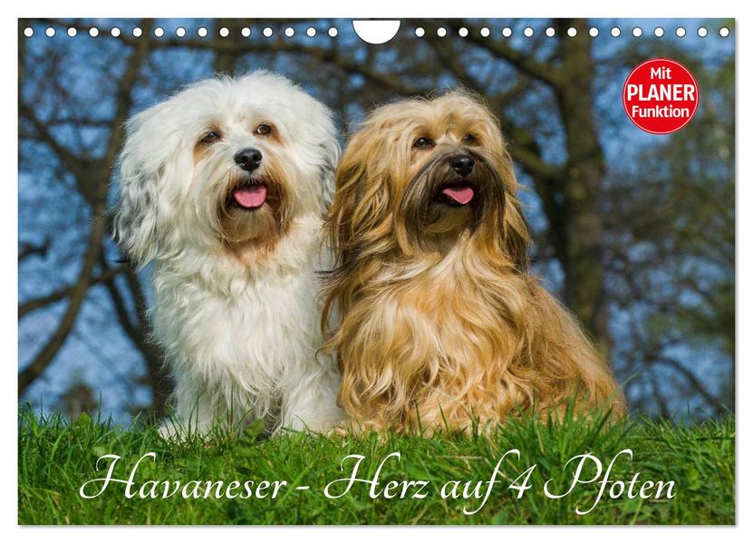 Havaneser - Herz auf 4 Pfoten (Wandkalender 2027 DIN A4 quer) CALVENDO Monatskalender