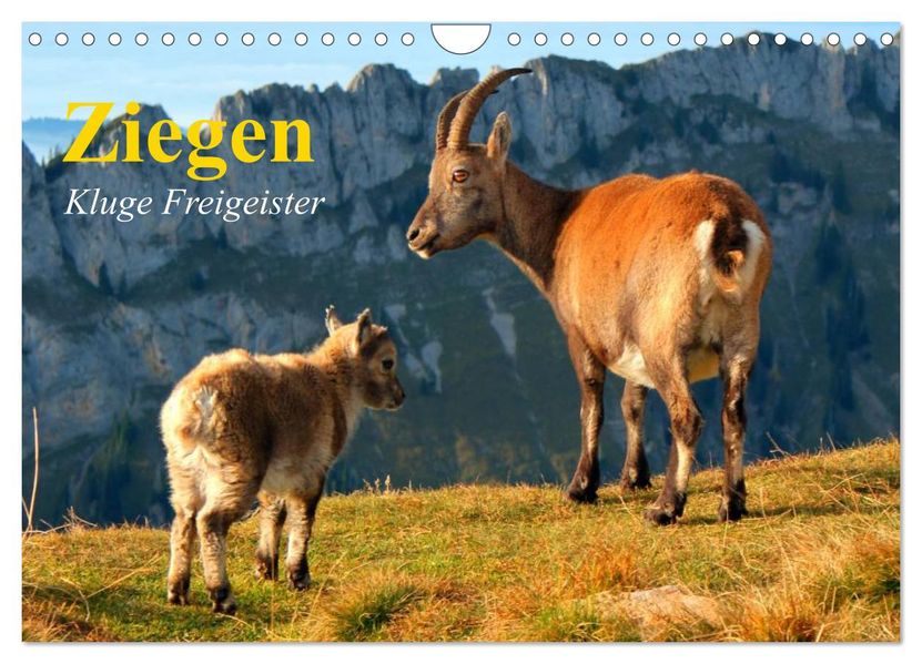 Ziegen. Kluge Freigeister (Wandkalender 2027 DIN A4 quer) CALVENDO Monatskalender