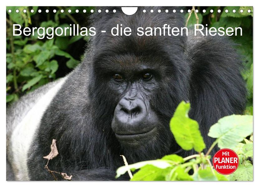 Berggorillas - die sanften Riesen (Wandkalender 2027 DIN A4 quer) CALVENDO Monatskalender