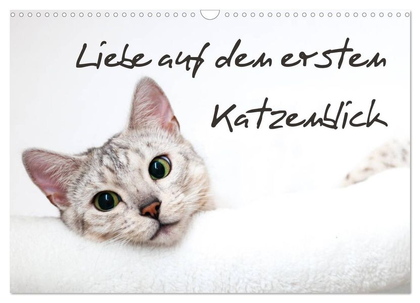 Liebe auf den ersten Katzenblick (Wandkalender 2027 DIN A3 quer) CALVENDO Monatskalender