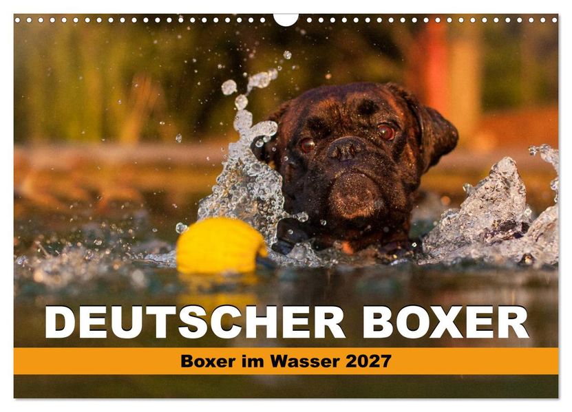 Deutscher Boxer - Boxer im Wasser 2027 (Wandkalender 2027 DIN A3 quer) CALVENDO Monatskalender