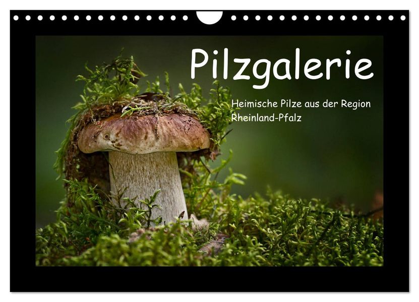 Pilzgalerie - Heimische Pilze aus der Region Rheinland-Pfalz (Wandkalender 2027 DIN A4 quer) CALVENDO Monatskalender