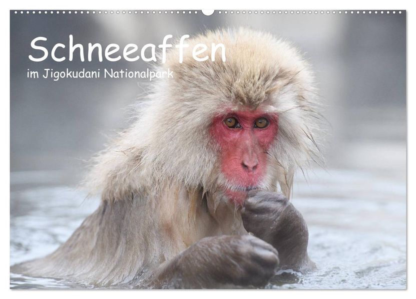 Schneeaffen im Jigokudani Nationalpark (Wandkalender 2027 DIN A2 quer) CALVENDO Monatskalender