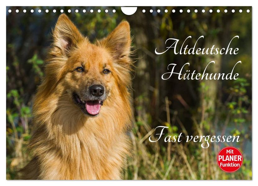 Altdeutsche Hütehunde - Fast vergessen (Wandkalender 2027 DIN A4 quer) CALVENDO Monatskalender
