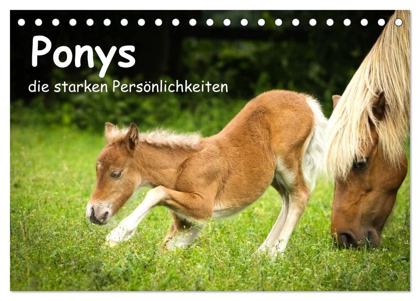 Ponys die starken Persönlichkeiten (Tischkalender 2027 DIN A5 quer) CALVENDO Monatskalender