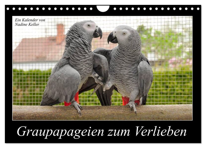 Graupapageien zum Verlieben (Wandkalender 2027 DIN A4 quer) CALVENDO Monatskalender