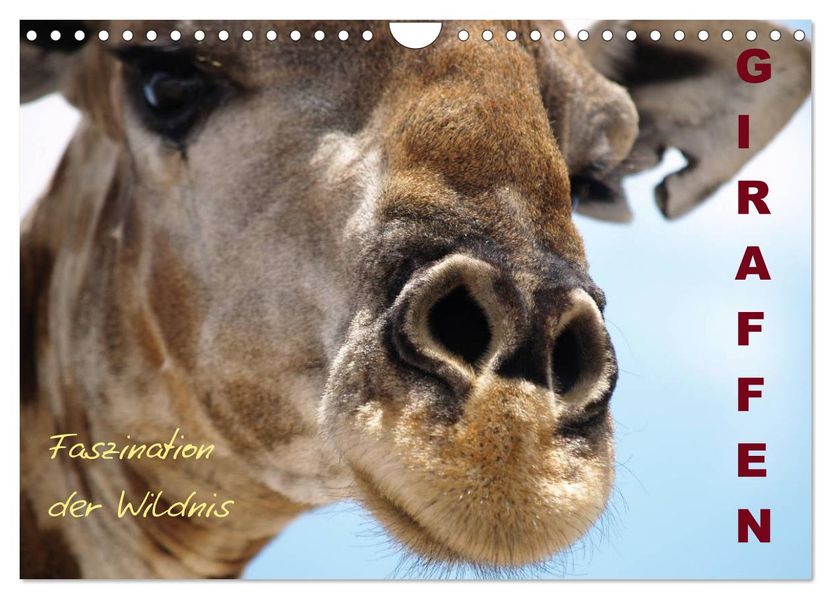 Giraffen - Faszination der Wildnis (Wandkalender 2027 DIN A4 quer) CALVENDO Monatskalender