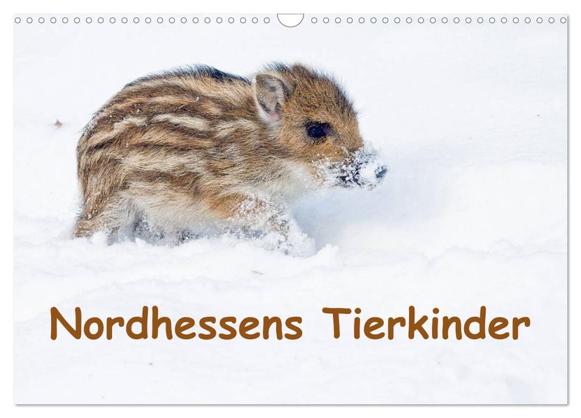 Nordhessens Tierkinder (Wandkalender 2027 DIN A3 quer) CALVENDO Monatskalender