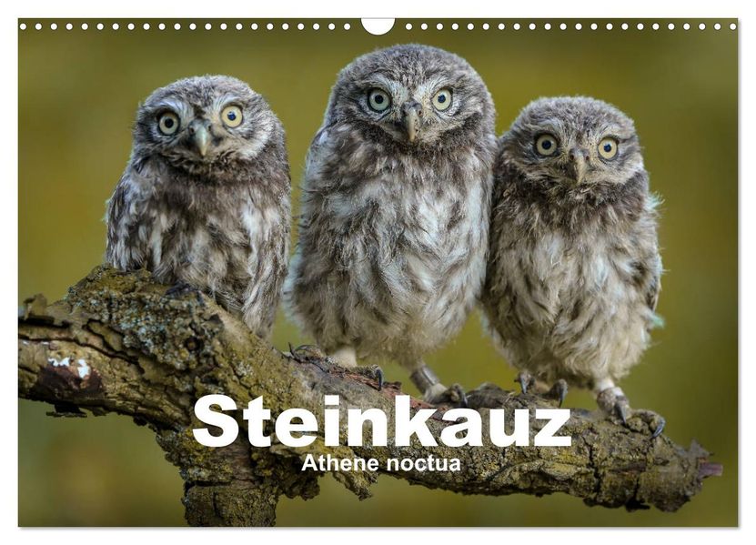 Steinkäuze (Athene noctua) (Wandkalender 2027 DIN A3 quer) CALVENDO Monatskalender