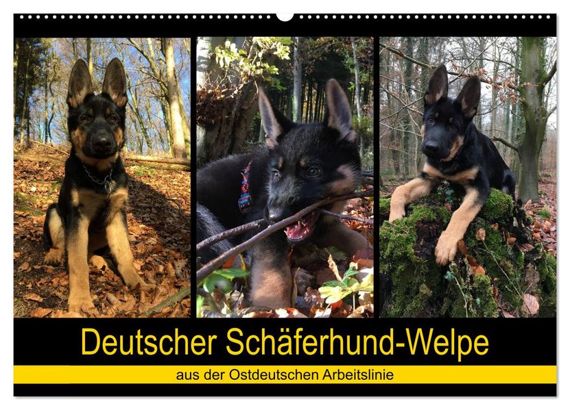 Deutscher Schäferhund-Welpe - aus der Ostdeutschen Arbeitslinie (Wandkalender 2027 DIN A2 quer) CALVENDO Monatskalender