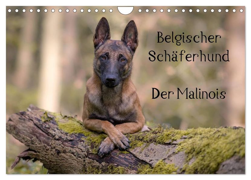 Belgischer Schäferhund - Der Malinois (Wandkalender 2027 DIN A4 quer) CALVENDO Monatskalender