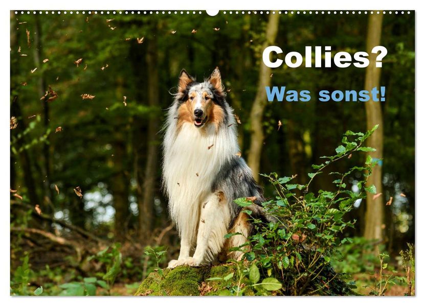 Collies? Was sonst! (Wandkalender 2027 DIN A2 quer) CALVENDO Monatskalender