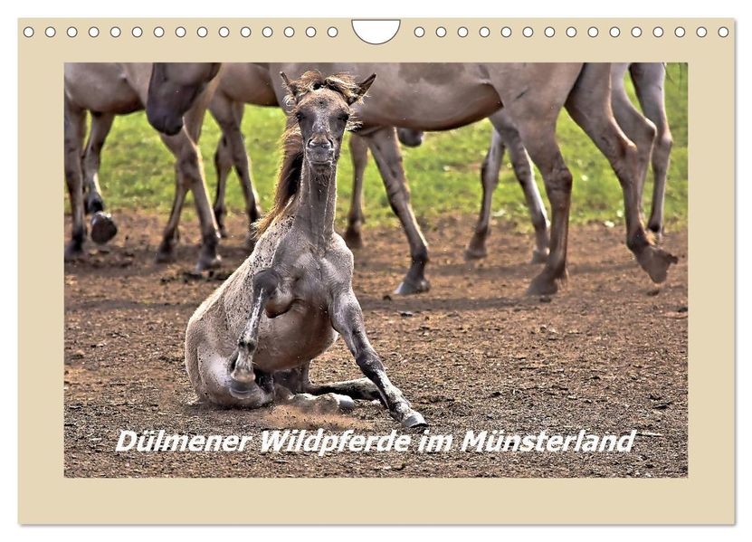 Dülmener Wildpferde im Münsterland (Wandkalender 2027 DIN A4 quer) CALVENDO Monatskalender
