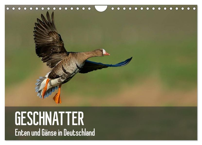 Geschnatter - Enten und Gänse in Deutschland (Wandkalender 2027 DIN A4 quer) CALVENDO Monatskalender