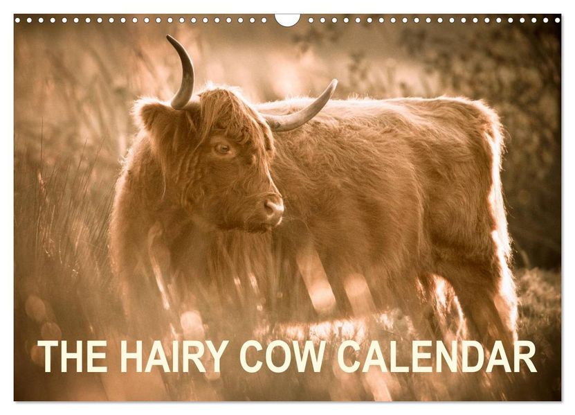 The Hairy Cow Calendar (Wall Calendar 2027 DIN A3 landscape) CALVENDO 12 Month Wall Calendar