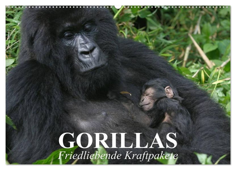 Gorillas. Friedliebende Kraftpakete (Wandkalender 2027 DIN A2 quer) CALVENDO Monatskalender