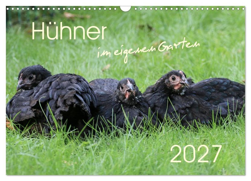 Hühner im eigenen Garten (Wandkalender 2027 DIN A3 quer) CALVENDO Monatskalender