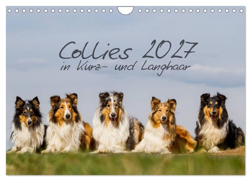 Collies 2027 in Kurz- und Langhaar (Wandkalender 2027 DIN A4 quer) CALVENDO Monatskalender