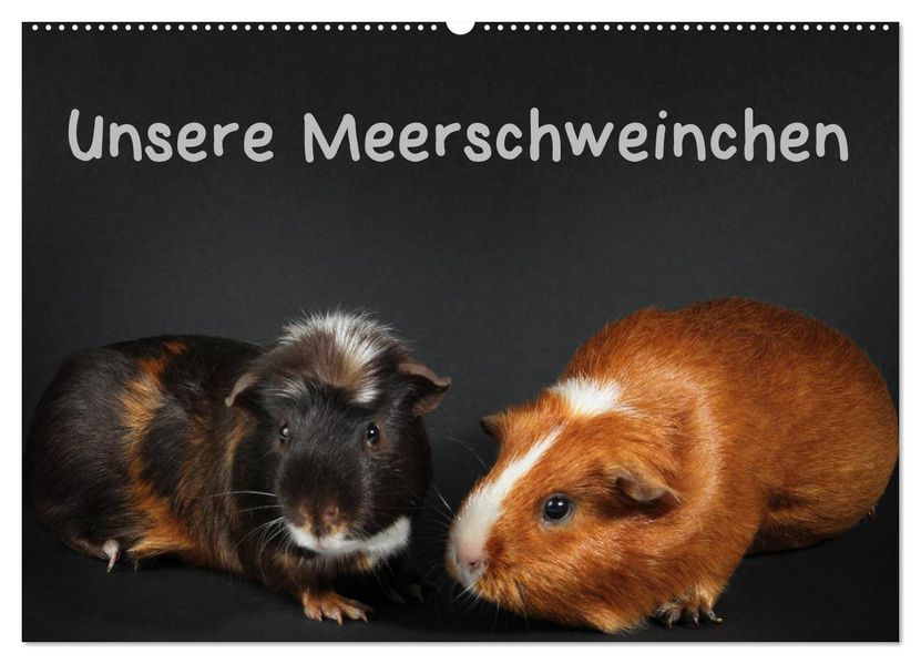 Unsere Meerschweinchen (Wandkalender 2027 DIN A2 quer) CALVENDO Monatskalender