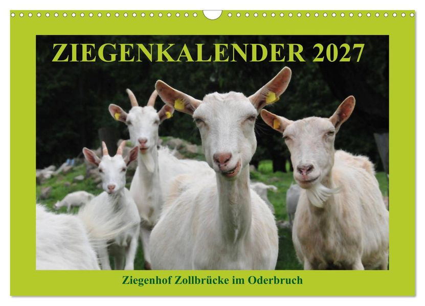 Ziegenkalender 2027 (Wandkalender 2027 DIN A3 quer) CALVENDO Monatskalender