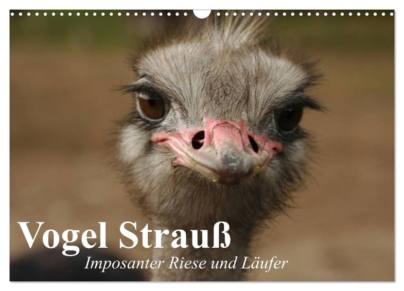Vogel Strauß. Imposanter Riese und Läufer (Wandkalender 2027 DIN A3 quer) CALVENDO Monatskalender