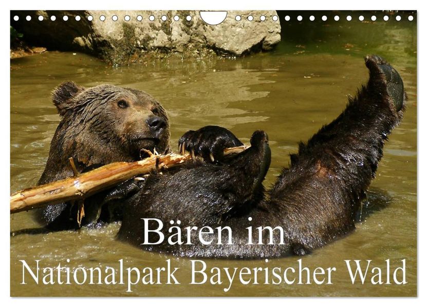 Bären im Nationalpark Bayerischer Wald (Wandkalender 2027 DIN A4 quer) CALVENDO Monatskalender
