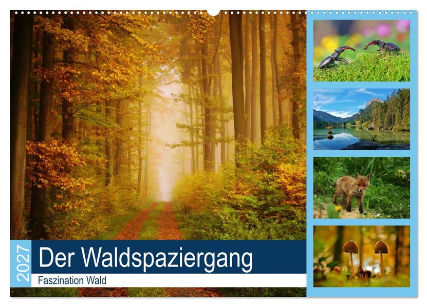 Der Waldspaziergang (Wandkalender 2027 DIN A2 quer) CALVENDO Monatskalender