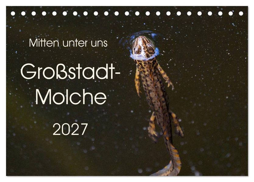Mitten unter uns - Großstadt-Molche (Tischkalender 2027 DIN A5 quer) CALVENDO Monatskalender