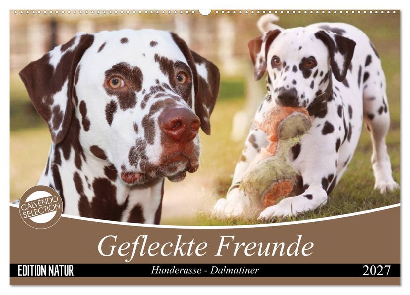 Gefleckte Freunde - Hunderasse Dalmatiner (Wandkalender 2027 DIN A2 quer) CALVENDO Monatskalender