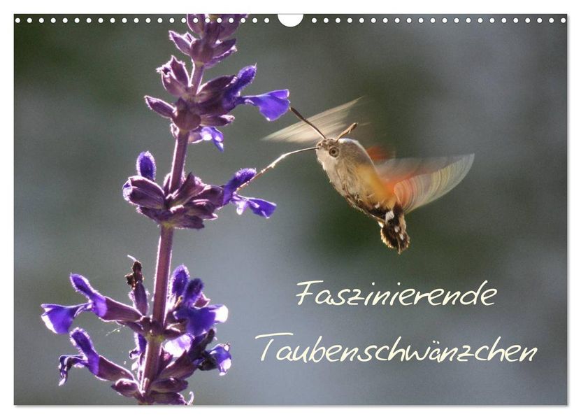 Faszinierende Taubenschwänzchen (Wandkalender 2027 DIN A3 quer) CALVENDO Monatskalender