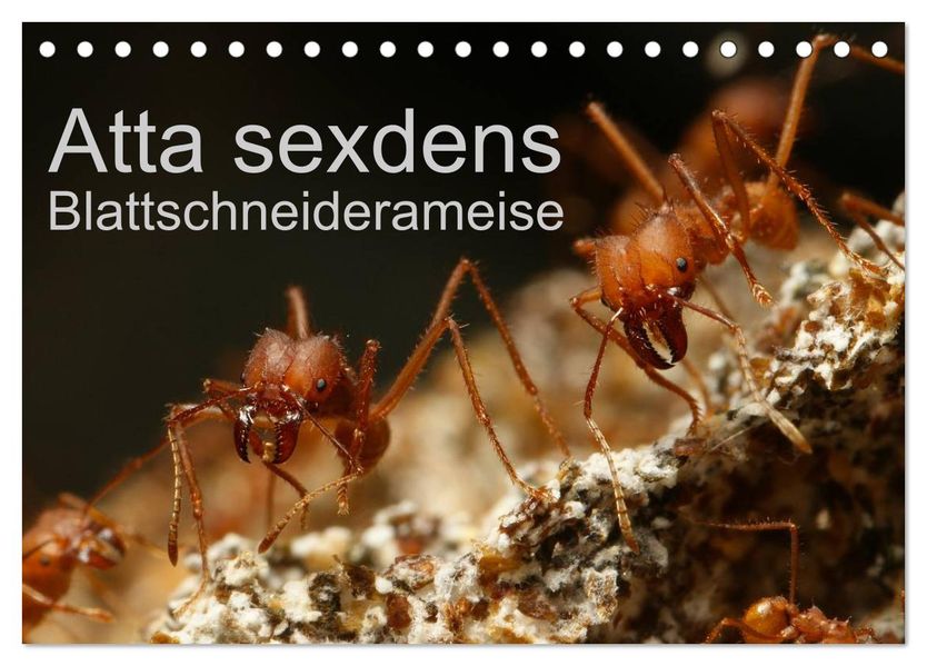 Atta sexdens - Blattschneiderameise (Tischkalender 2027 DIN A5 quer) CALVENDO Monatskalender