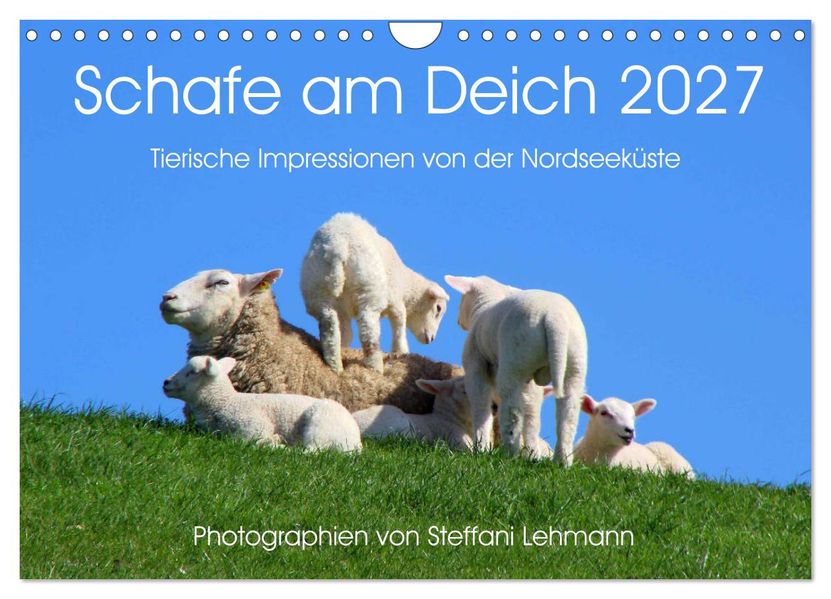 Schafe am Deich 2027. Tierische Impressionen von der Nordseeküste (Wandkalender 2027 DIN A4 quer) CALVENDO Monatskalender