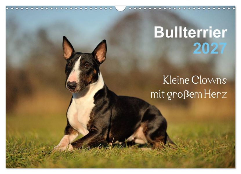 Bullterrier 2027 - Kleine Clowns mit großem Herz (Wandkalender 2027 DIN A3 quer) CALVENDO Monatskalender