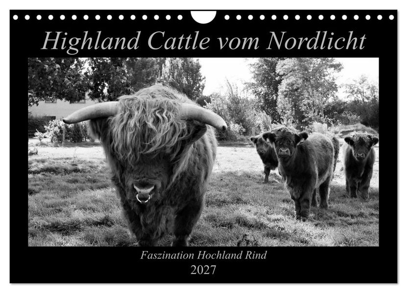 Highland Cattle vom Nordlicht - Faszination Hochland Rind (Wandkalender 2027 DIN A4 quer) CALVENDO Monatskalender