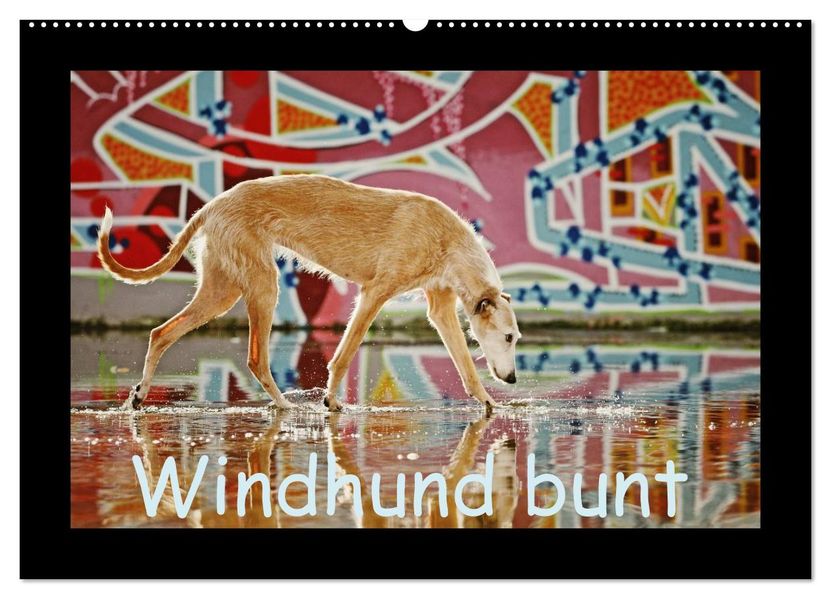 Windhund bunt (Wandkalender 2027 DIN A2 quer) CALVENDO Monatskalender