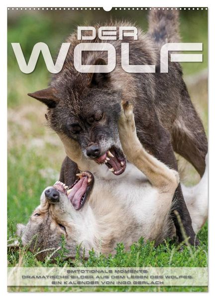 Emotionale Momente: Der Wolf. (Wandkalender 2027 DIN A2 hoch) CALVENDO Monatskalender