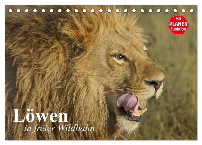 Löwen in freier Wildbahn (Tischkalender 2027 DIN A5 quer) CALVENDO Monatskalender