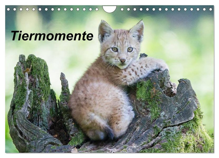 Tiermomente (Wandkalender 2027 DIN A4 quer) CALVENDO Monatskalender