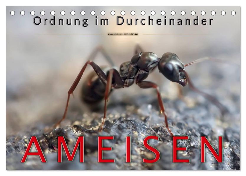 Ameisen - Ordnung im Durcheinander (Tischkalender 2027 DIN A5 quer) CALVENDO Monatskalender