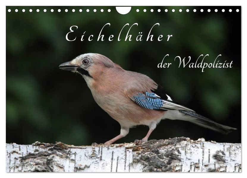 Eichelhäher der Waldpolizist (Wandkalender 2027 DIN A4 quer) CALVENDO Monatskalender