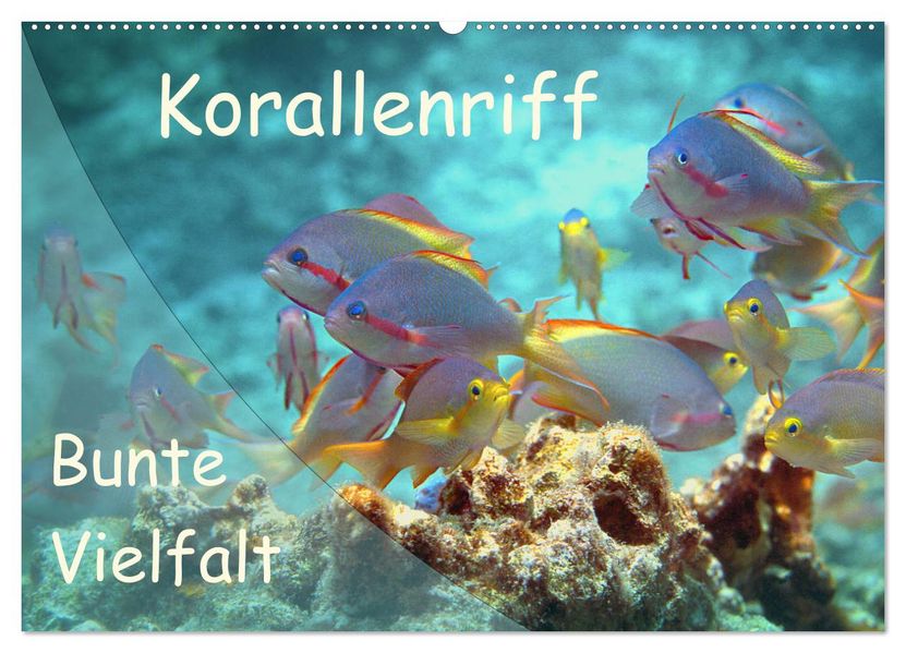 Bunte Vielfalt im Korallenriff (Wandkalender 2027 DIN A2 quer) CALVENDO Monatskalender