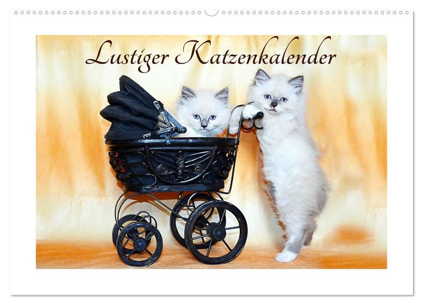Lustiger Katzenkalender (Wandkalender 2027 DIN A2 quer) CALVENDO Monatskalender