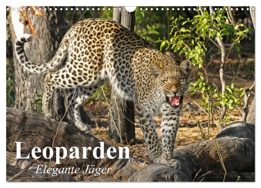Leoparden. Elegante Jäger (Wandkalender 2027 DIN A3 quer) CALVENDO Monatskalender