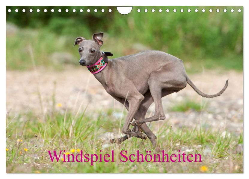 Windspiel Schönheiten (Wandkalender 2027 DIN A4 quer) CALVENDO Monatskalender