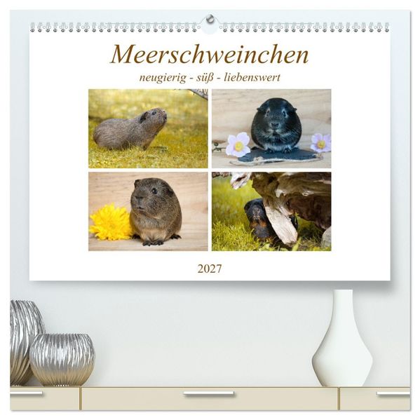 MEERSCHWEINCHEN neugierig - süß - liebenswert (hochwertiger Premium Wandkalender 2027 DIN A2 quer) Kunstdruck in Hochglanz
