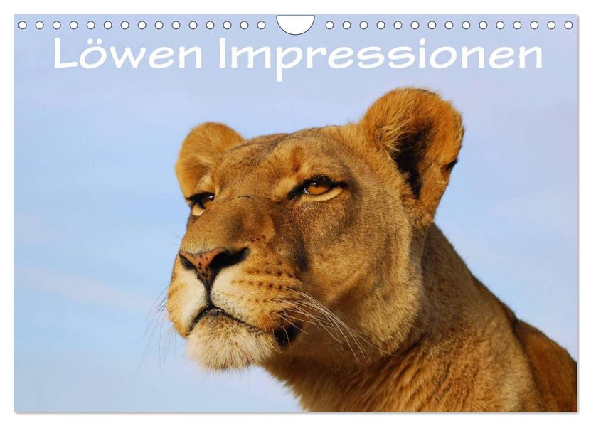 Löwen Impressionen (Wandkalender 2027 DIN A4 quer) CALVENDO Monatskalender
