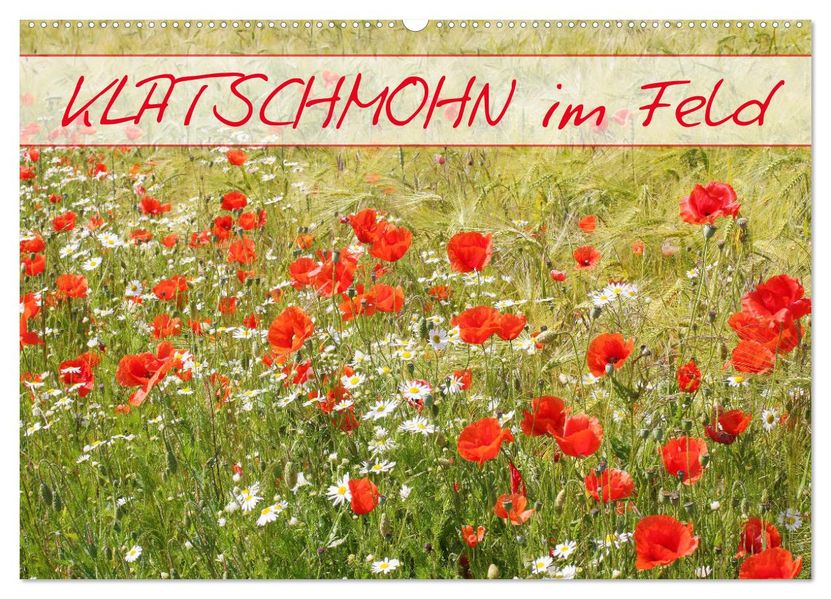 Klatschmohn im Feld (Wandkalender 2027 DIN A2 quer) CALVENDO Monatskalender
