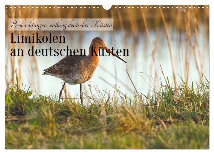 Limikolen an deutschen Küsten (Wandkalender 2027 DIN A3 quer) CALVENDO Monatskalender